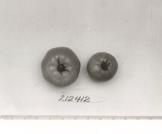 Click for 1 image(s) for this accession. FRUIT